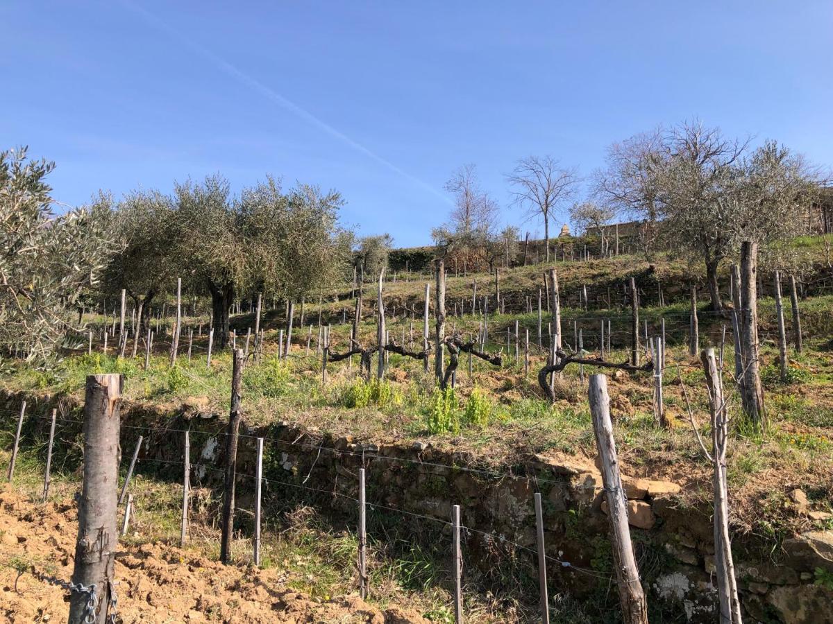 Podere Soccorso Casa Vigneto Montalcino Zewnętrze zdjęcie